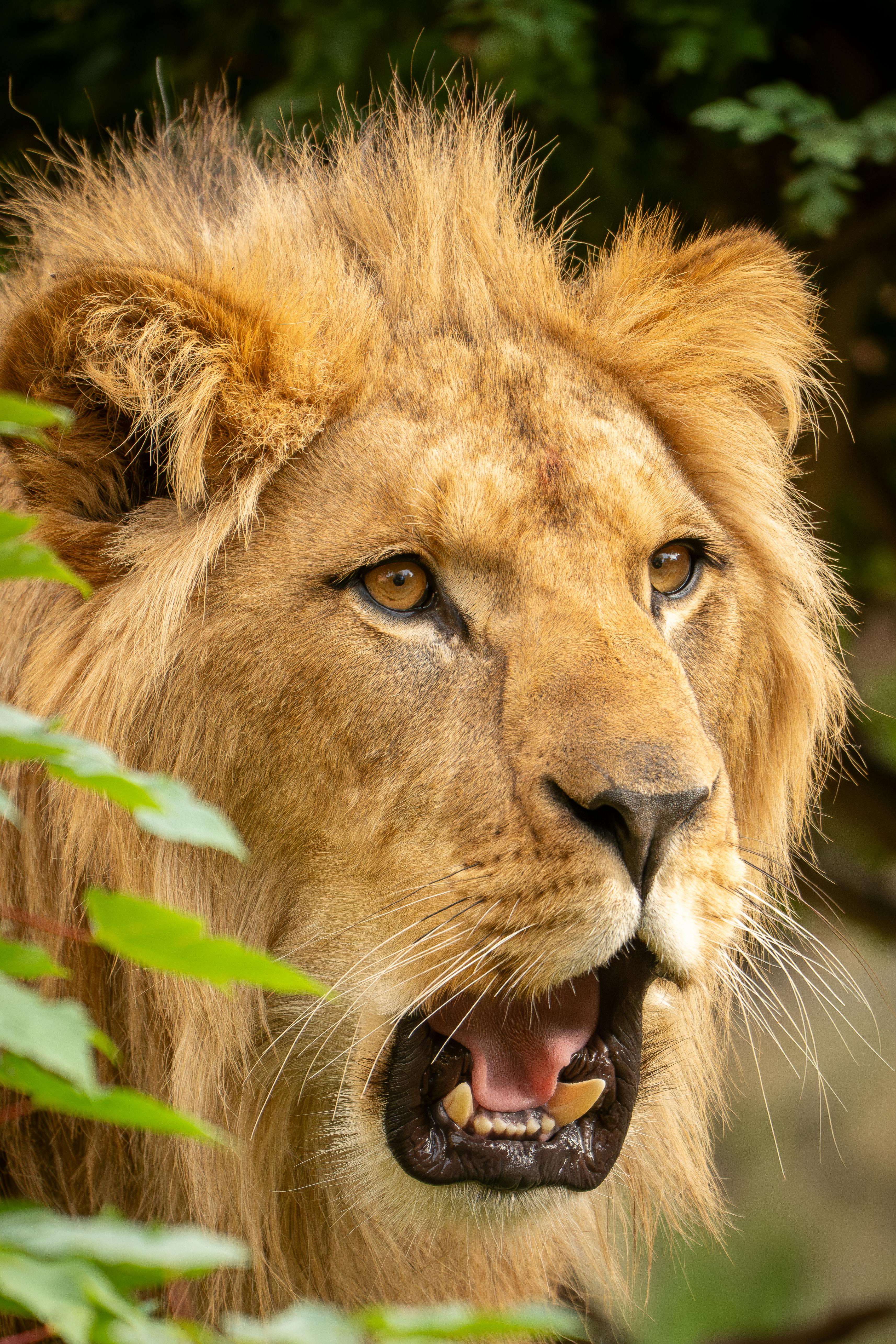 Safari sunset in Kenya